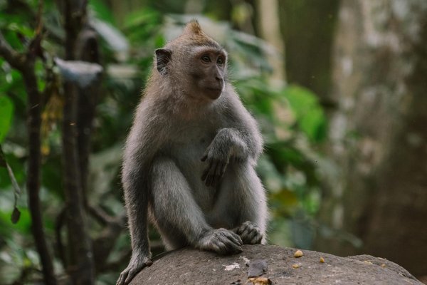 Guide complet : créez une exposition éblouissante de photographies animalières !